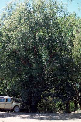 APII jpeg image of Elaeocarpus arnhemicus  © contact APII
