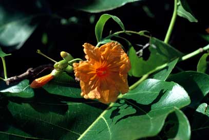 APII jpeg image of Cordia subcordata  © contact APII