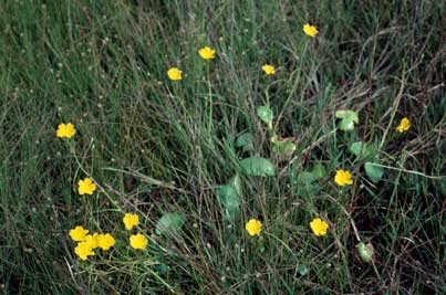 APII jpeg image of Nymphoides subacuta  © contact APII