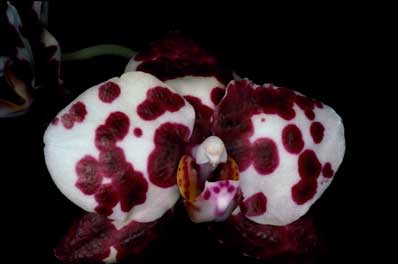 APII jpeg image of Phalaenopsis  © contact APII
