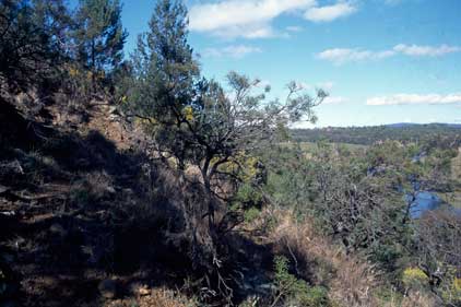 APII jpeg image of Hakea pulvinifera  © contact APII