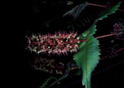 APII jpeg image of Acrophyllum australe  © contact APII