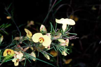 APII jpeg image of Dillwynia tenuifolia  © contact APII