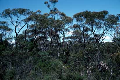 APII jpeg image of Eucalyptus ligustrina  © contact APII