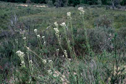 APII jpeg image of Conospermum taxifolium  © contact APII