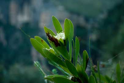 APII jpeg image of Isopogon fletcheri  © contact APII