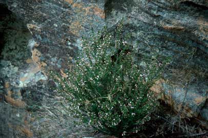 APII jpeg image of Zieria aspalathoides  © contact APII