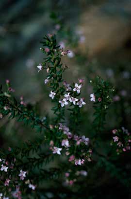 APII jpeg image of Zieria aspalathoides  © contact APII