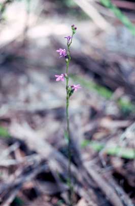 APII jpeg image of Lobelia gibbosa  © contact APII