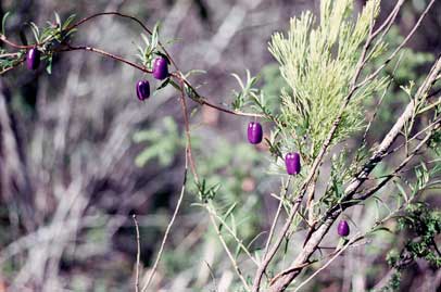 APII jpeg image of Billardiera macrantha  © contact APII