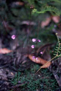 APII jpeg image of Utricularia dichotoma  © contact APII