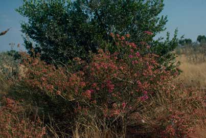 APII jpeg image of Calytrix longiflora  © contact APII