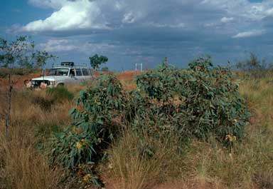 APII jpeg image of Eucalyptus pachyphylla  © contact APII