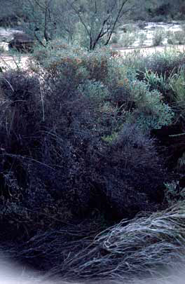 APII jpeg image of Daviesia nudiflora subsp. hirtella  © contact APII