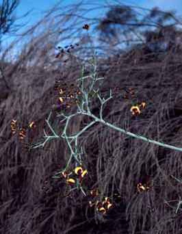 APII jpeg image of Daviesia bursarioides  © contact APII