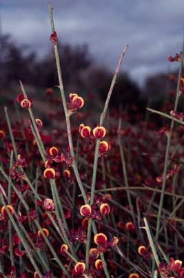 APII jpeg image of Daviesia hakeoides subsp. subnuda  © contact APII