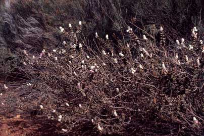 APII jpeg image of Lachnostachys ferruginea f. ferruginea  © contact APII