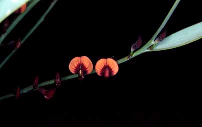 APII jpeg image of Daviesia nudiflora subsp. nudiflora  © contact APII