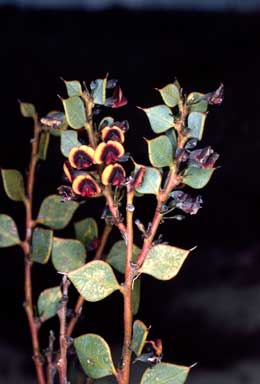 APII jpeg image of Daviesia rhombifolia  © contact APII