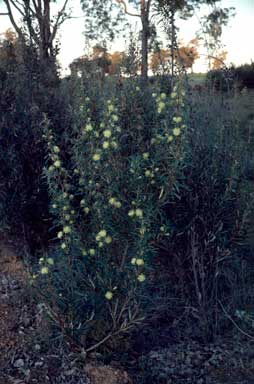 APII jpeg image of Banksia squarrosa subsp. squarrosa  © contact APII