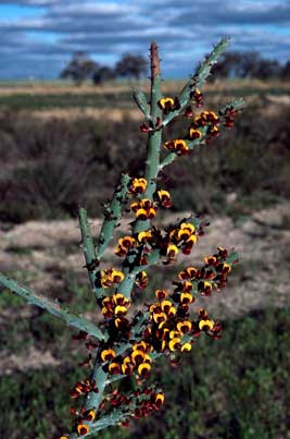 APII jpeg image of Daviesia euphorbioides  © contact APII