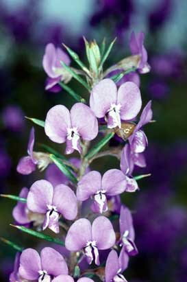 APII jpeg image of Hovea pungens  © contact APII