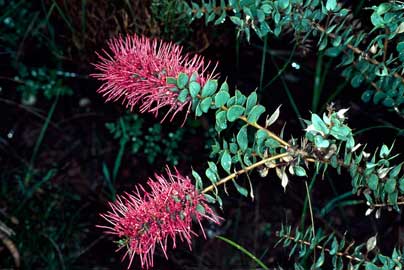 APII jpeg image of Hakea myrtoides  © contact APII