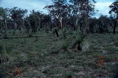 APII jpeg image of Eucalyptus wandoo,<br/>Daviesia microphylla,<br/>Loxocarya  © contact APII
