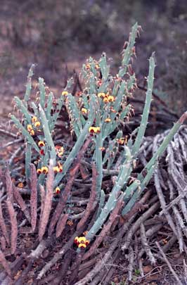 APII jpeg image of Daviesia euphorbioides  © contact APII