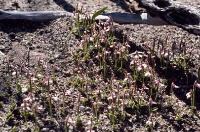 APII jpeg image of Eriochilus scaber  © contact APII