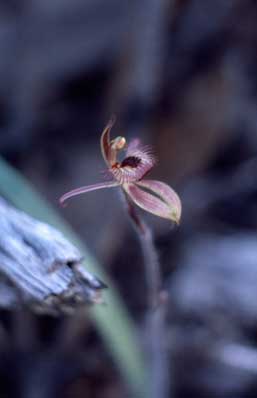 APII jpeg image of Caladenia discoidea  © contact APII