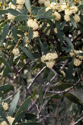 APII jpeg image of Hakea nitida  © contact APII