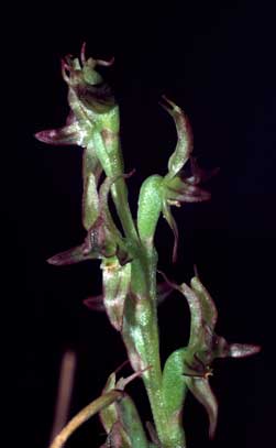 APII jpeg image of Prasophyllum ringens  © contact APII