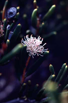 APII jpeg image of Hakea clavata  © contact APII