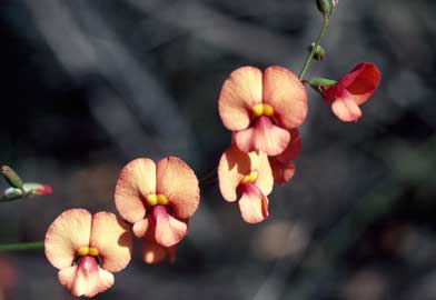 APII jpeg image of Chorizema trigonum  © contact APII