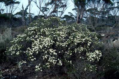 APII jpeg image of Olearia muelleri  © contact APII