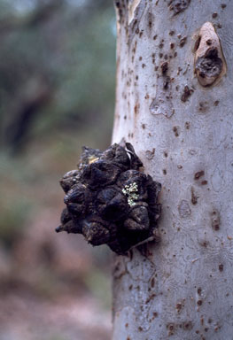 APII jpeg image of Eucalyptus lehmannii  © contact APII