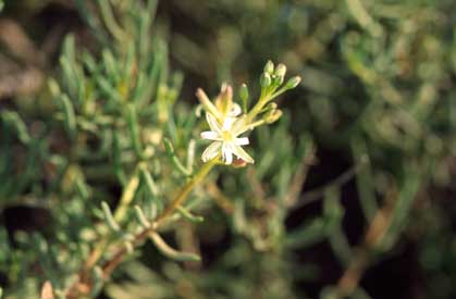 APII jpeg image of Lepidium leptopetalum  © contact APII