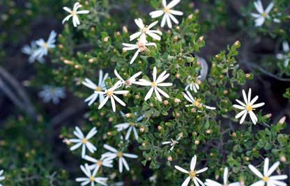 APII jpeg image of Olearia muelleri  © contact APII