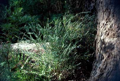 APII jpeg image of Crowea angustifolia var. platyphylla  © contact APII