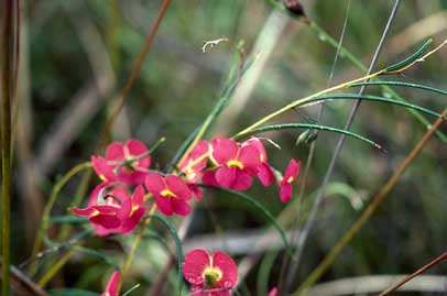 APII jpeg image of Chorizema glycinifolium  © contact APII