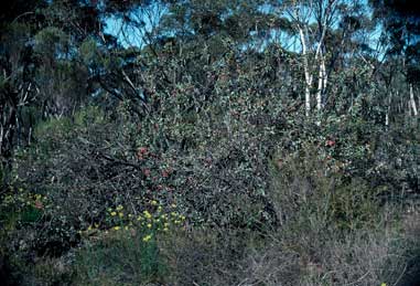 APII jpeg image of Grevillea insignis subsp. insignis  © contact APII