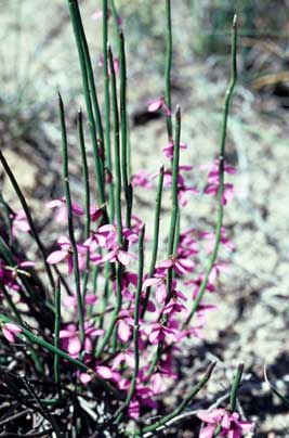 APII jpeg image of Tetratheca efoliata  © contact APII