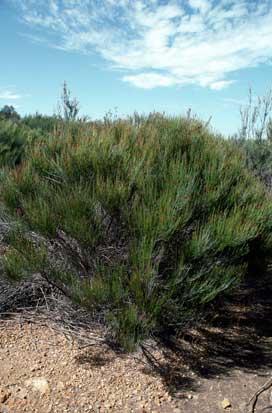 APII jpeg image of Allocasuarina campestris  © contact APII