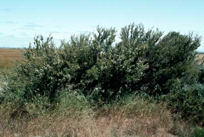 APII jpeg image of Leptospermum nitens  © contact APII