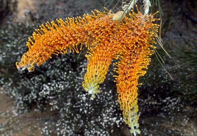 APII jpeg image of Grevillea excelsior  © contact APII