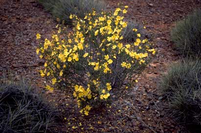 APII jpeg image of Hibbertia eatoniae  © contact APII