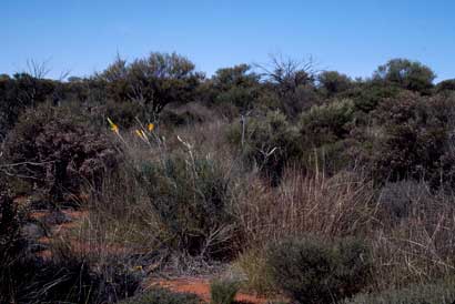 APII jpeg image of Grevillea eriostachya  © contact APII