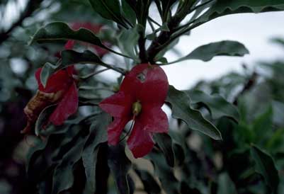 APII jpeg image of Eremophila galeata  © contact APII