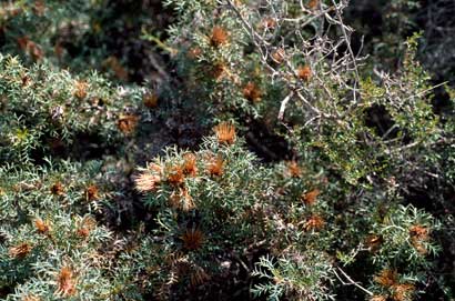 APII jpeg image of Banksia fraseri var. fraseri  © contact APII